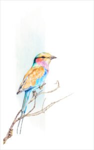 Twig Ornament - Lilac Breasted Roller - watercolour Twig Ornament - watercolour painting of a Lilac Breasted Roller on a branch by artist Coleen Williams