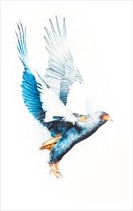 Take Flight - Bateleur - watercolour Take Flight - Watercolour painting of a Bateleur taking off into flight by artist Coleen Williams