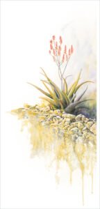 Aloe Aloe - Watercolour Watercolour painting of an Aloe in bloom by artist Coleen Williams