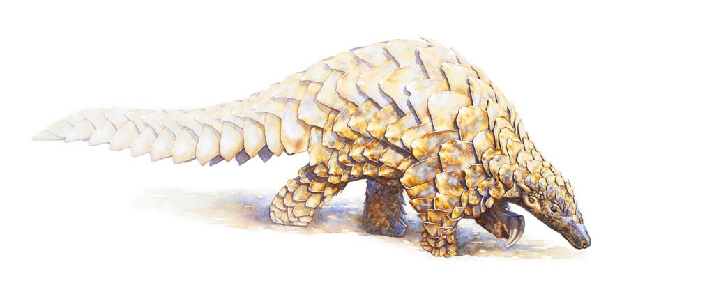 Pangolin Pangolin