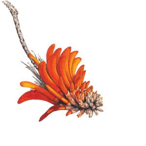 Seeds of change 1 Coral tree flower