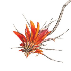 Seeds of change 2 Coral Tree flower turning to seeds