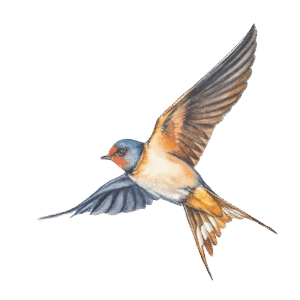 Barn Swallow in flight