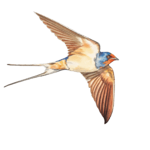 Barn Swallow in flight