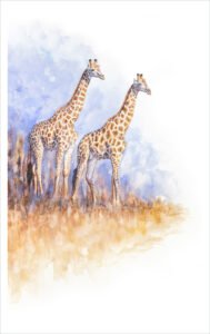 Standing Tall - Giraffes - watercolour Standing Tall - Watercolour painting of two Giraffes by artist Coleen Williams