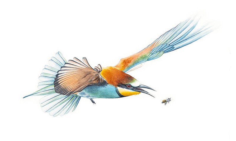 European Bee Eater European Bee-Eater in flight.