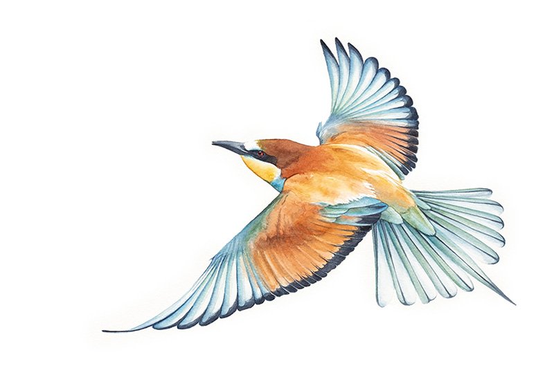 European Bee Eater European Bee-Eater in flight.