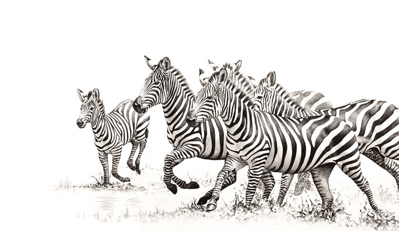 Zebras Zebras running